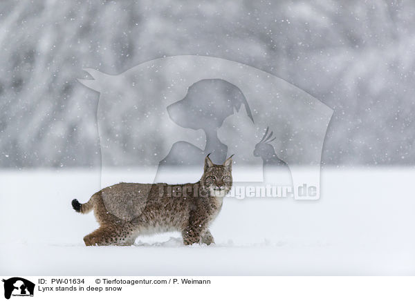 Luchs steht im Tiefschnee / Lynx stands in deep snow / PW-01634
