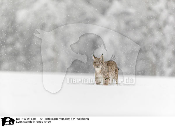 Luchs steht im Tiefschnee / Lynx stands in deep snow / PW-01638