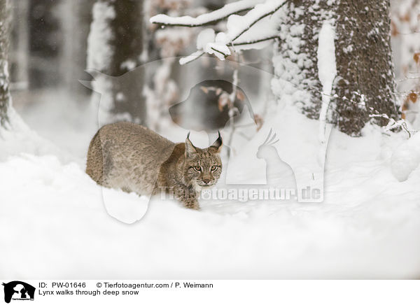 Luchs luft durch Tiefschnee / Lynx walks through deep snow / PW-01646