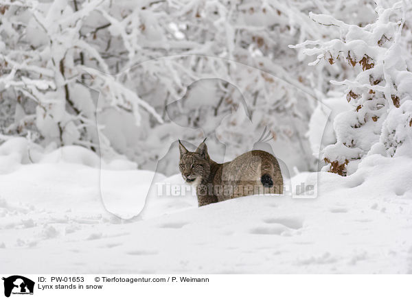 Luchs steht im Schnee / Lynx stands in snow / PW-01653