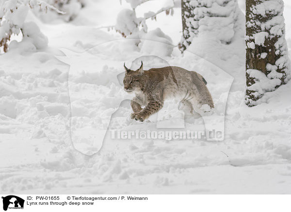 Luchs rennt durch Tiefschnee / Lynx runs through deep snow / PW-01655