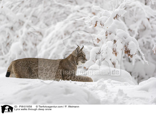 Luchs luft durch Tiefschnee / Lynx walks through deep snow / PW-01658