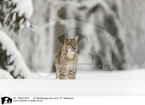Luchs steht im Tiefschnee / Lynx stands in deep snow / PW-01671