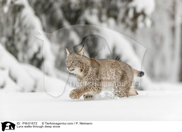Luchs luft durch Tiefschnee / Lynx walks through deep snow / PW-01672