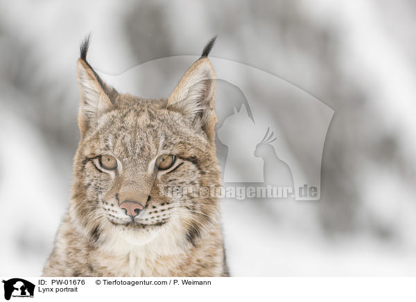Luchs Portrait / Lynx portrait / PW-01676