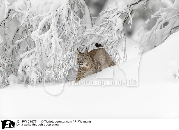 Luchs luft duch Tiefschnee / Lynx walks through deep snow / PW-01677