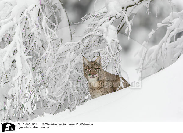 Luchs sitzt im Tiefschnee / Lynx sits in deep snow / PW-01681