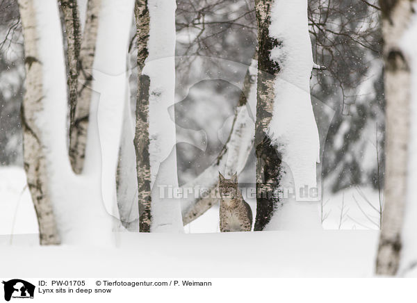Luchs sitzt im Tiefschnee / Lynx sits in deep snow / PW-01705