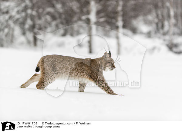 Luchs luft durch Tiefschnee / Lynx walks through deep snow / PW-01709