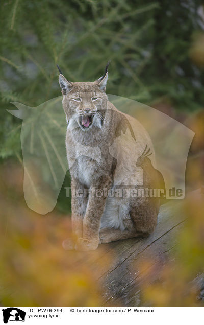 ghnender Luchs / yawning lynx / PW-06394