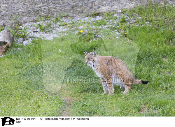 Luchs / lynx / PW-06464