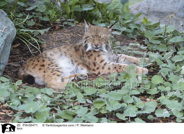 Luchs / lynx / PW-06471