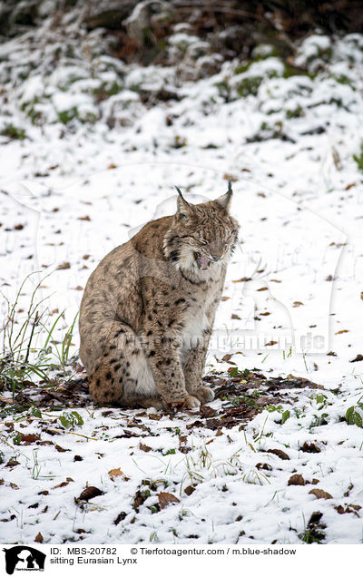 sitzender Eurasischer Luchs / sitting Eurasian Lynx / MBS-20782