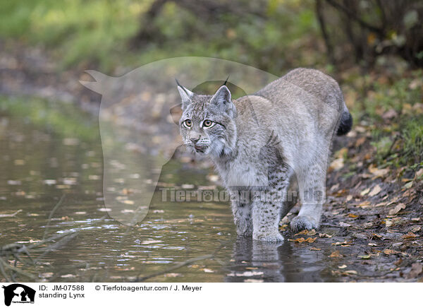 stehender Luchs / standing Lynx / JM-07588