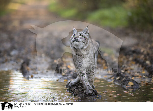 laufender Luchs / lying Lynx / JM-07619