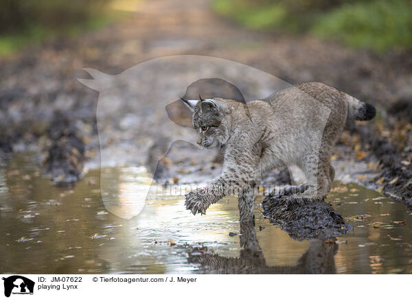 spielender Luchs / playing Lynx / JM-07622