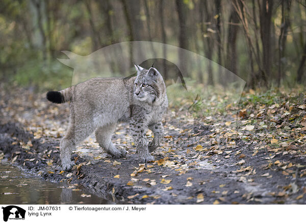 laufender Luchs / lying Lynx / JM-07631