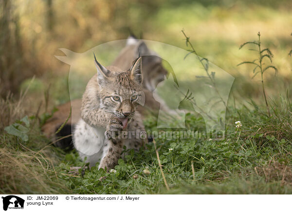 junger Luchs / young Lynx / JM-22069