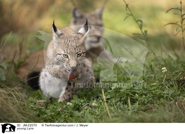 junger Luchs / young Lynx / JM-22070