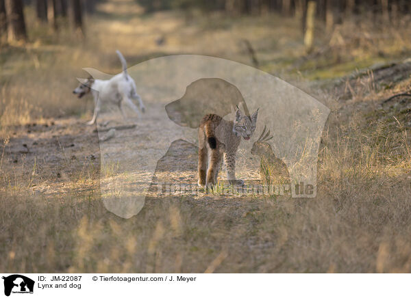 Lynx and dog / JM-22087