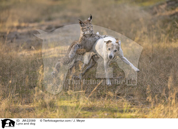 Lynx and dog / JM-22089