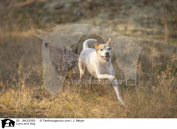 Luchs und Hund / Lynx and dog / JM-22093