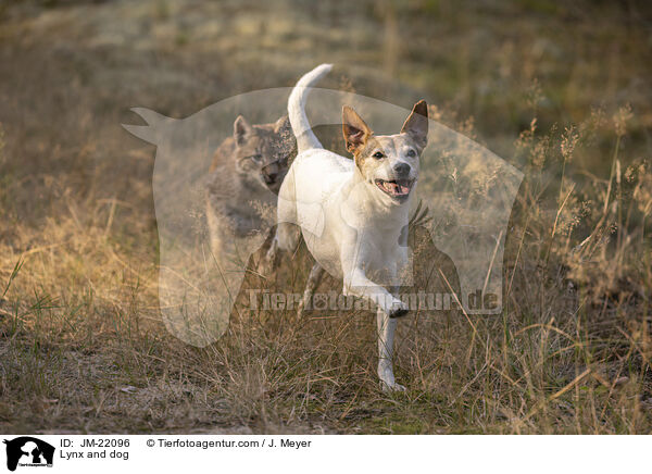 Lynx and dog / JM-22096