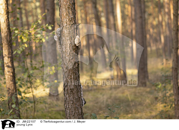 junger Luchs / young Lynx / JM-22107
