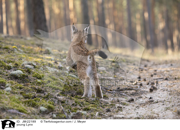 junger Luchs / young Lynx / JM-22189