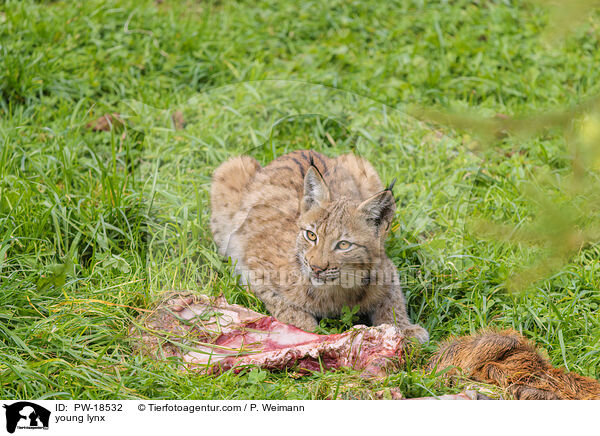 junger Luchs / young lynx / PW-18532