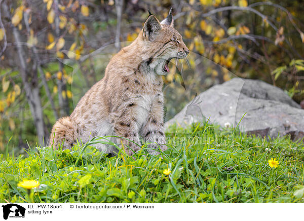 sitzender Luchs / sitting lynx / PW-18554