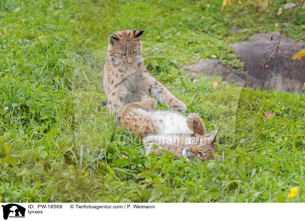 Luchse / lynxes / PW-18568