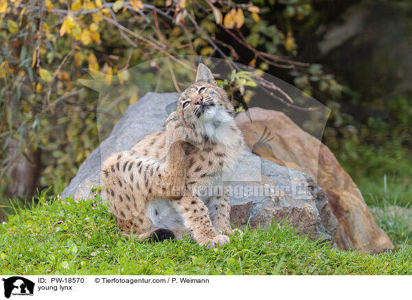 junger Luchs / young lynx / PW-18570