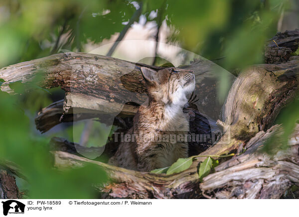 junger Luchs / young lynx / PW-18589