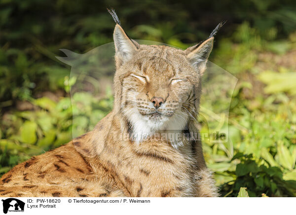 Luchs Portrait / Lynx Portrait / PW-18620