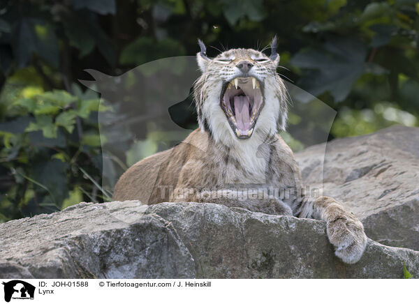 Luchs / Lynx / JOH-01588