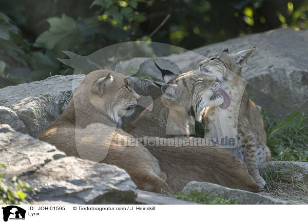 Luchs / Lynx / JOH-01595