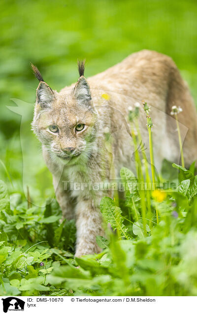 Luchs / lynx / DMS-10670