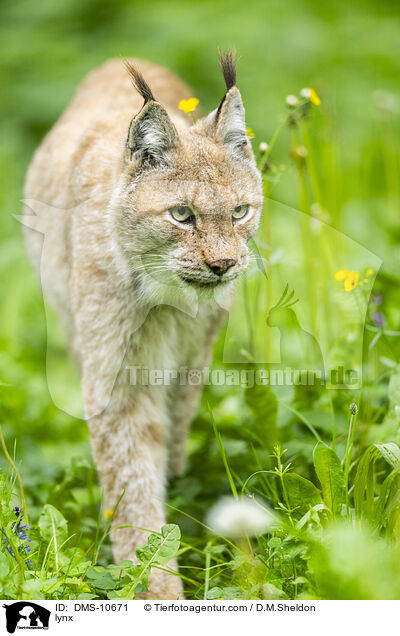 Luchs / lynx / DMS-10671