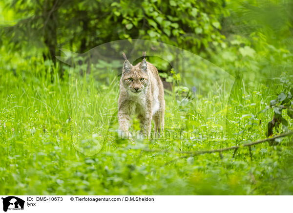 Luchs / lynx / DMS-10673