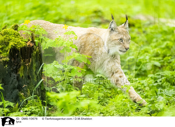 Luchs / lynx / DMS-10676