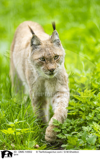Luchs / lynx / DMS-10682