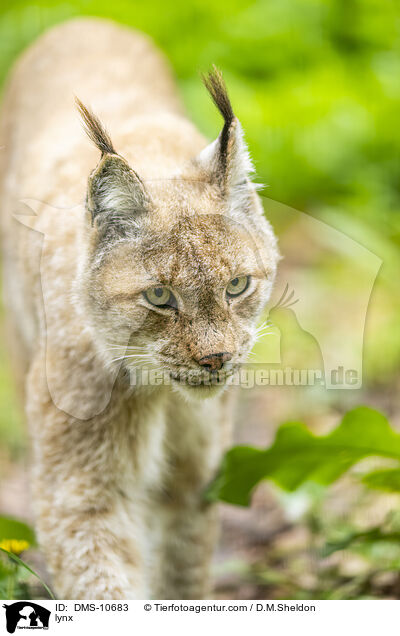 lynx / DMS-10683