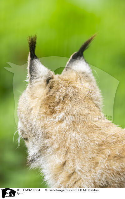 lynx / DMS-10684