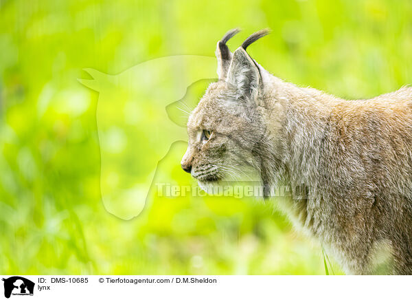 lynx / DMS-10685