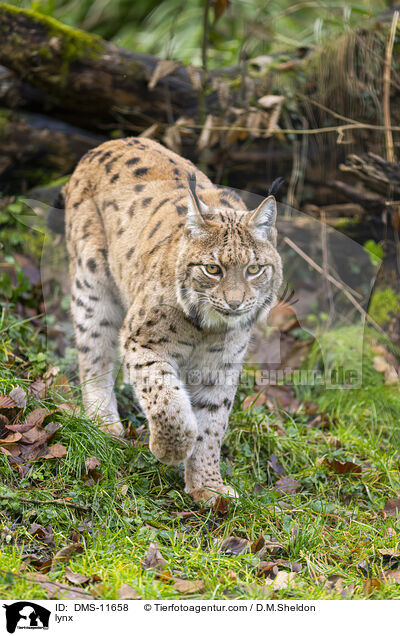Luchs / lynx / DMS-11658
