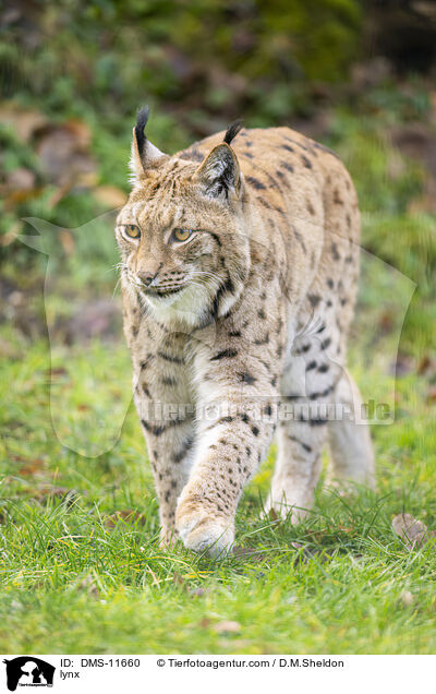 Luchs / lynx / DMS-11660