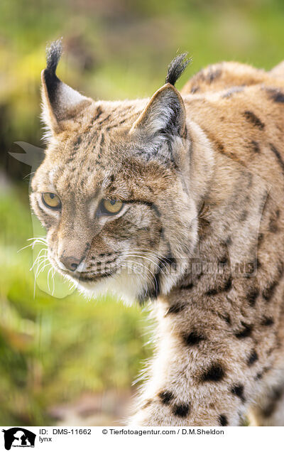 lynx / DMS-11662