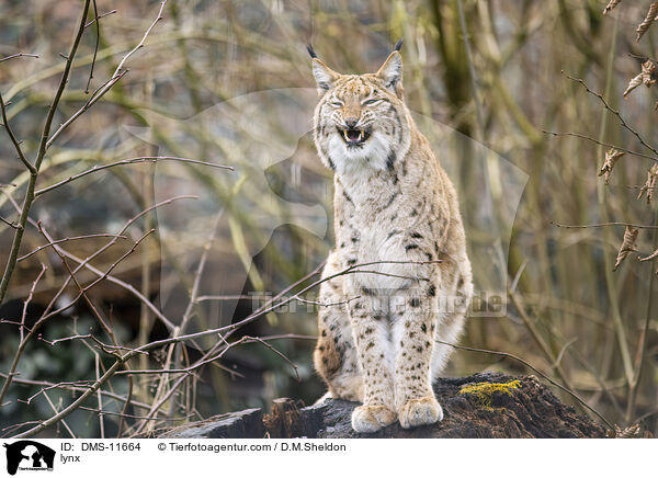 Luchs / lynx / DMS-11664