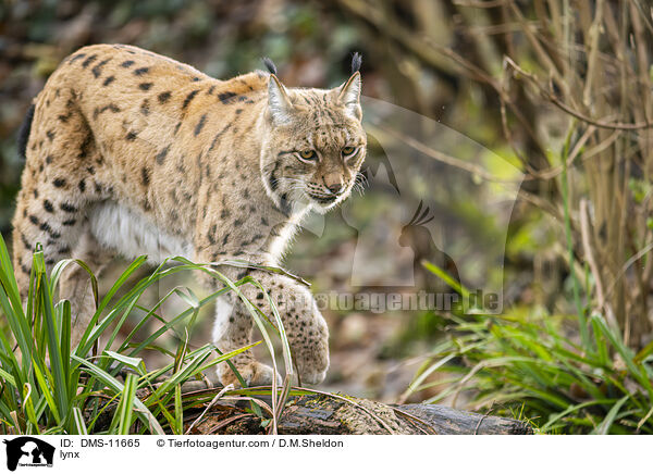 Luchs / lynx / DMS-11665